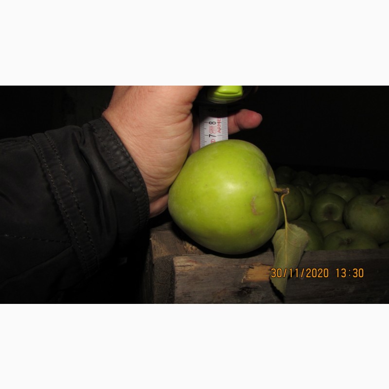 Фото 3. Яблоки оптом от производителя