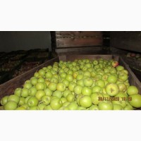 Яблоки оптом от производителя