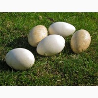 Инкубационное яйцо утки Мускусной