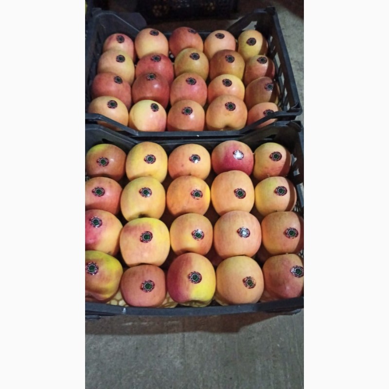 Фото 2. Продаем яблоки с Азербайджана