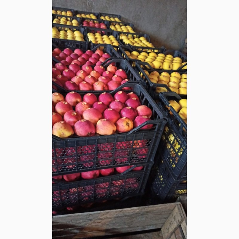 Фото 4. Продаем яблоки с Азербайджана