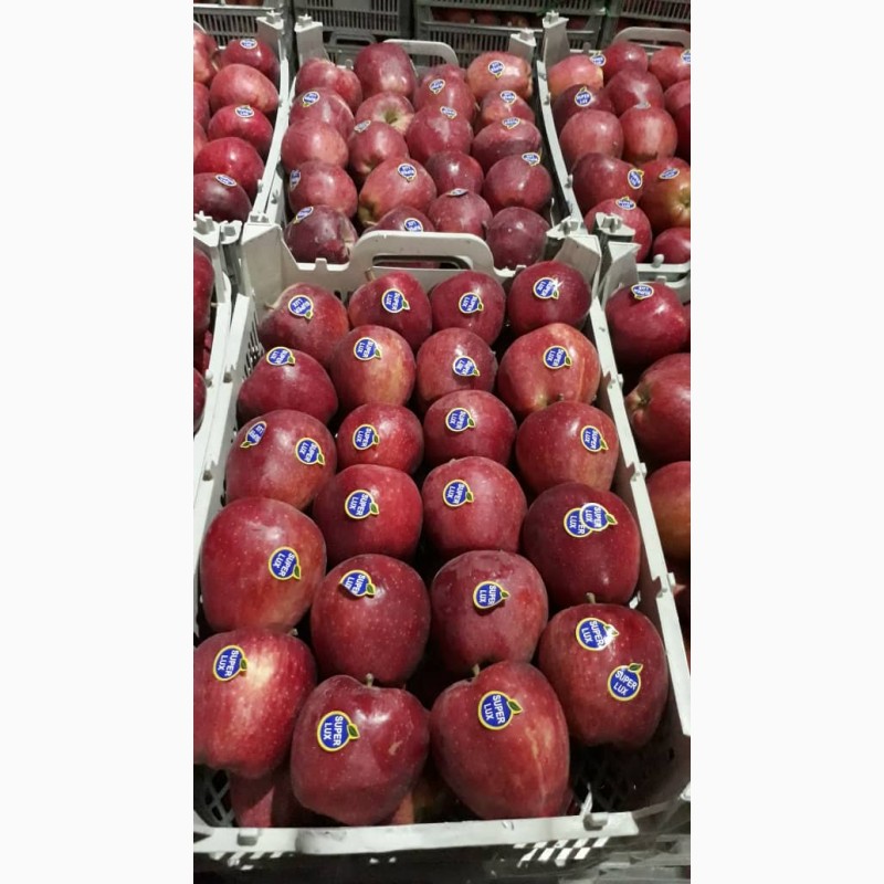 Фото 7. Продаем яблоки с Азербайджана