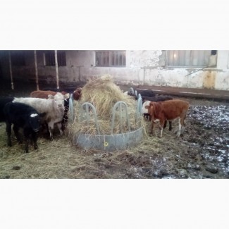 Продаем бычков и телок мясная мраморная помесь 6 мес
