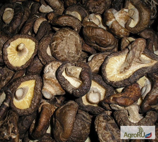 Фото 3. Шиитаке грибы сушеные
