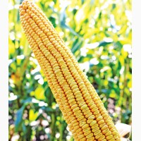 Семена кукурузы МТ Матадо от производителя Дау Сидс (Dow Seeds)