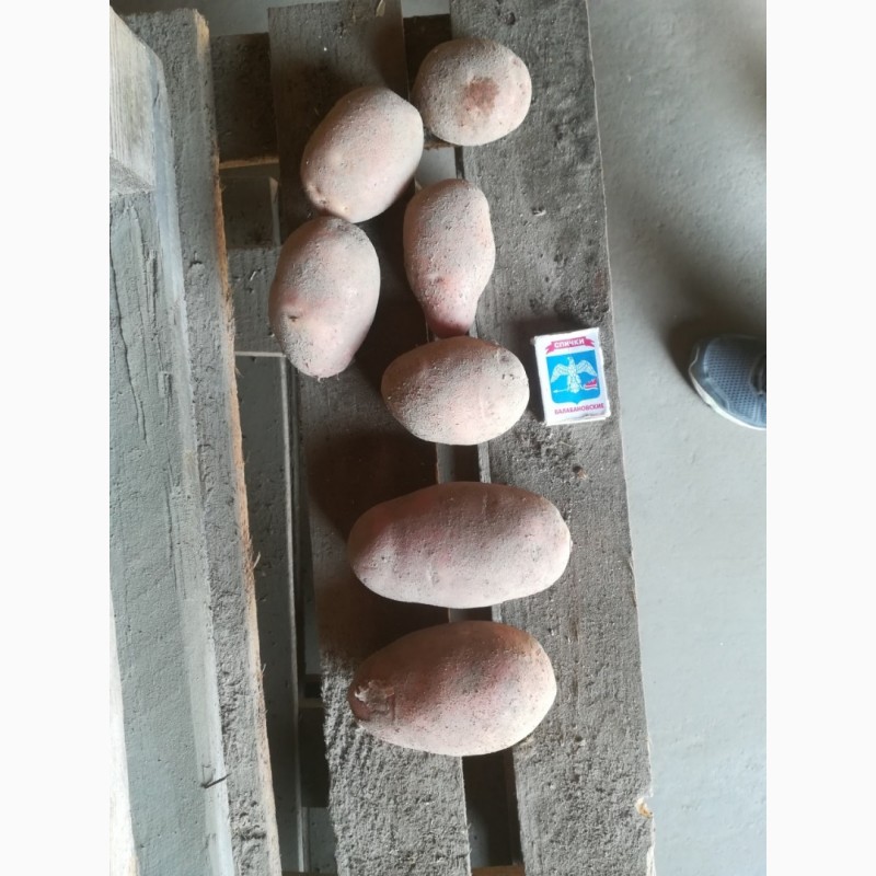 Фото 2. Картофель качественный, со склада