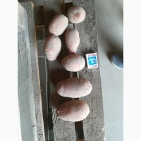 Картофель качественный, со склада