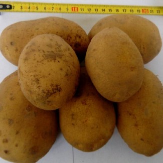 Картофель продовольственный Сатина 5+ от производителя РБ