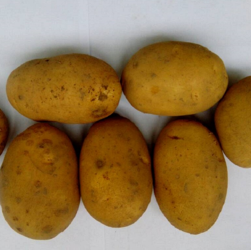 Фото 2. Картофель продовольственный Сатина 5+ от производителя РБ