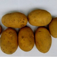 Картофель продовольственный Сатина 5+ от производителя РБ