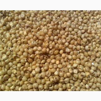 Фуражное зерно: сорго зерновое от 20 тонн