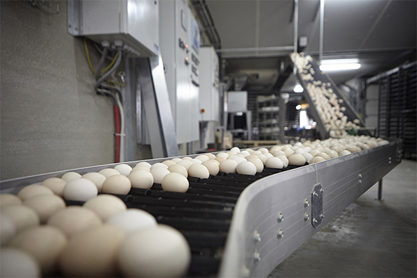 Фото 4. Яйцо инкубационное Кросса РОСС-308 (возможна поставка суточных цыплят)