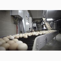 Яйцо инкубационное Кросса РОСС-308 (возможна поставка суточных цыплят)