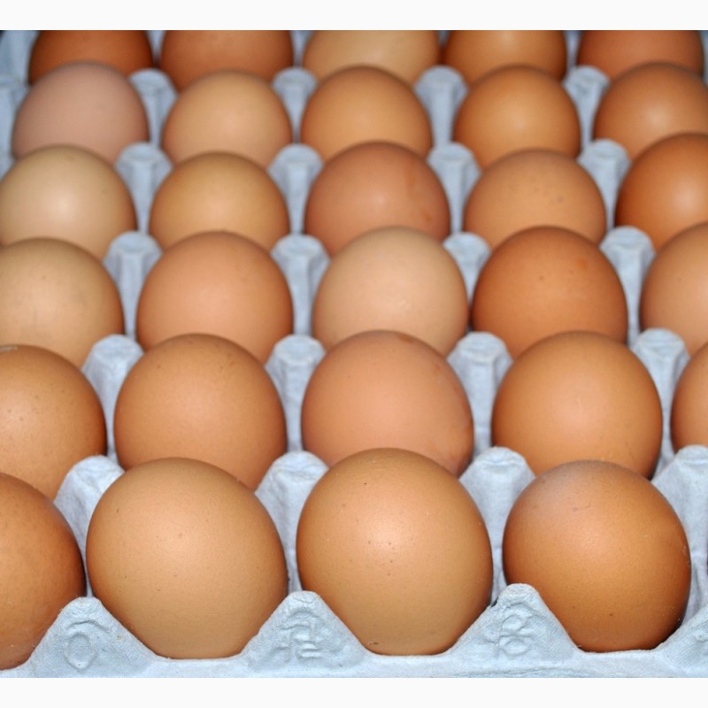 Фото 5. Яйцо инкубационное Кросса РОСС-308 (возможна поставка суточных цыплят)