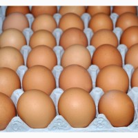 Яйцо инкубационное Кросса РОСС-308 (возможна поставка суточных цыплят)