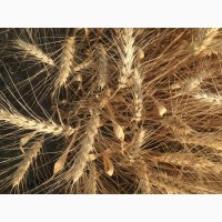 Семена озимой мягкой пшеницы сорт Лидия ЭС