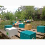 Пчеломатки Бакфаст 2020 плодные неплодные и маточники