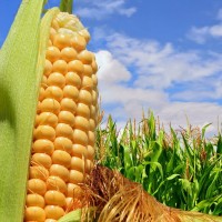 Кукуруза продовольственная и фуражная