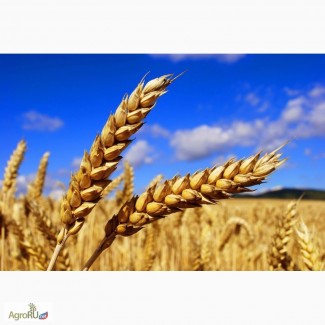 Продам пшеницу сорт Ирень РС1