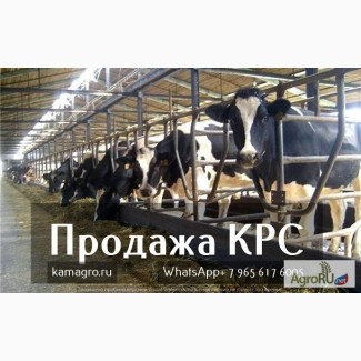 Продаем телок, нетелей, коров молочного направления оптом от 33 голов