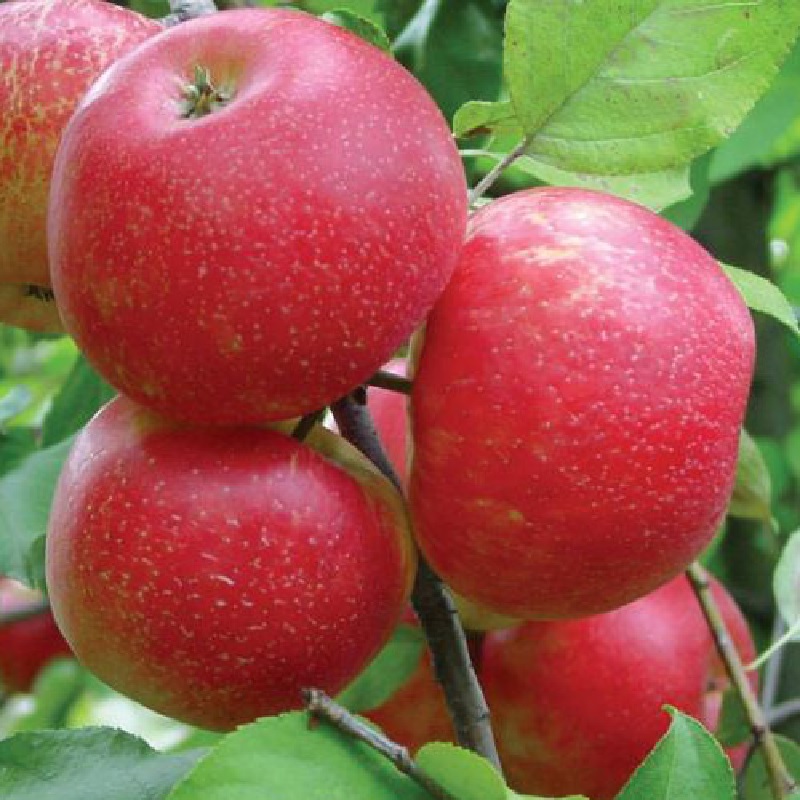 Фото 6. Саженцы яблони оптом от производителя РБ