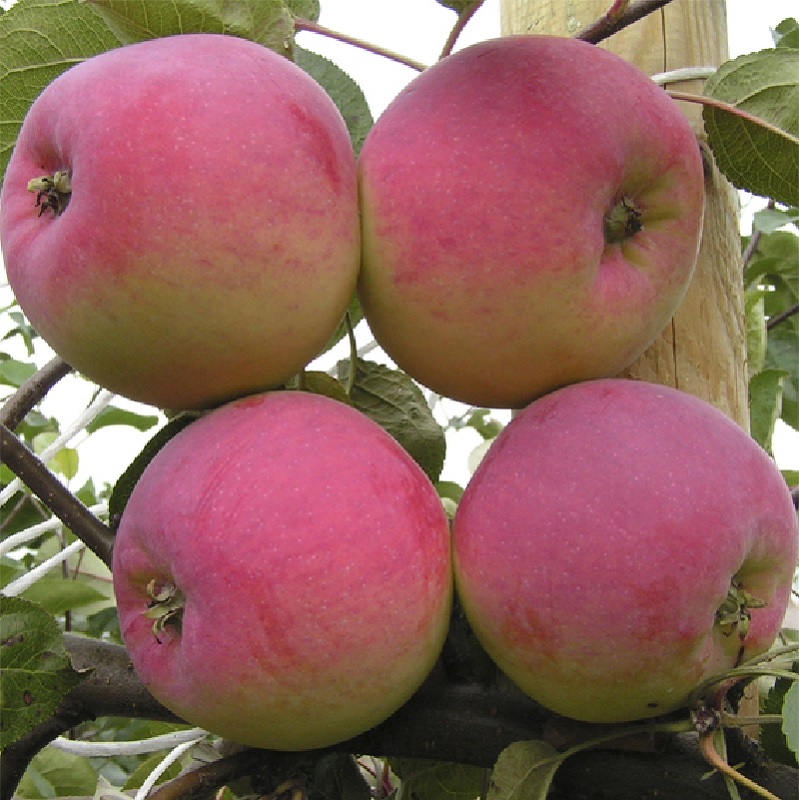 Фото 7. Саженцы яблони оптом от производителя РБ