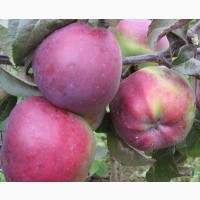 Саженцы яблони оптом от производителя РБ