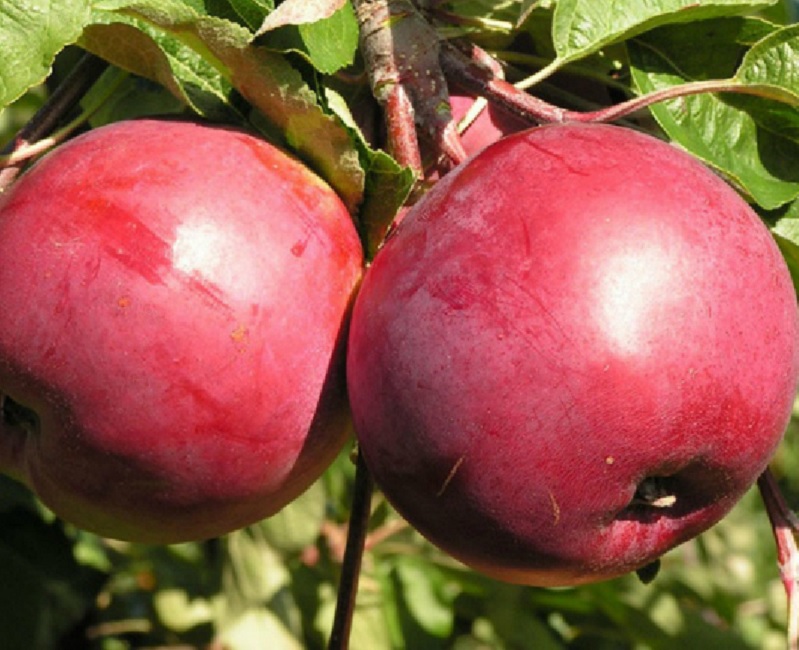 Фото 9. Саженцы яблони оптом от производителя РБ
