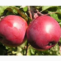 Саженцы яблони оптом от производителя РБ