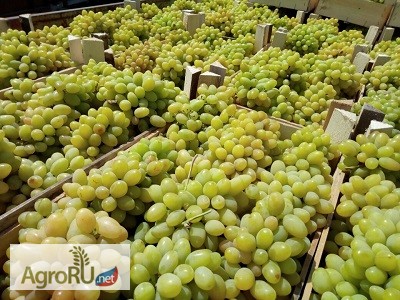 Продаем виноград разных сортов