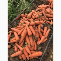 Морковь оптом супер качество