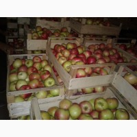 Продам яблоки оптом с фермерского хозяйства