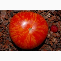 Семена редких коллекционных сортов томатов и перцев. Фото и описание сортов
