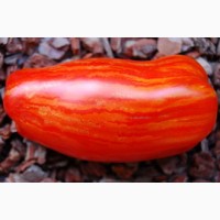 Семена редких коллекционных сортов томатов и перцев. Фото и описание сортов