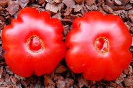 Фото 4. Семена редких коллекционных сортов томатов и перцев. Фото и описание сортов