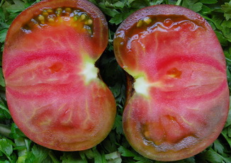 Фото 7. Семена редких коллекционных сортов томатов и перцев. Фото и описание сортов