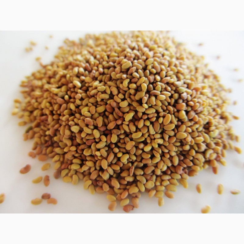 Семена татарстан фото горчица семена