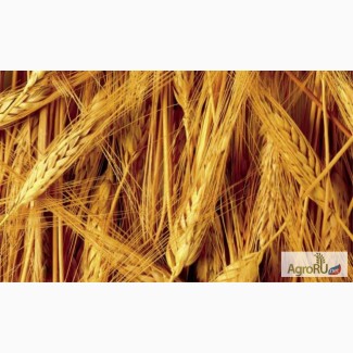 Продаётся пшеница 5 класса (фураж)