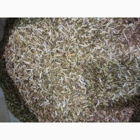 Желтушник трава (оптом от 5кг)