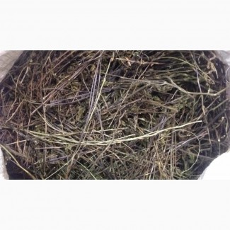 Очанка лекарственная (трава) (оптом от 5кг)