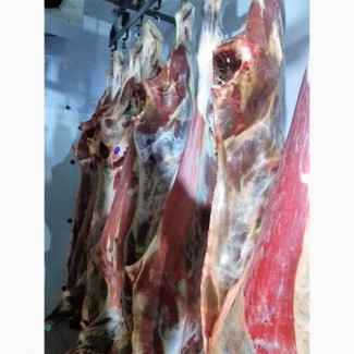 Компания занимается реализацией говядины в полутушах напрямую с бойни