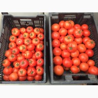 Сорт помидоров наивысшего качества Ламия готов к оптовой продаже