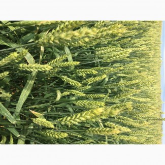 Семена озимой мягкой пшеницы сорт Донская Юбилейная ЭС/РС1