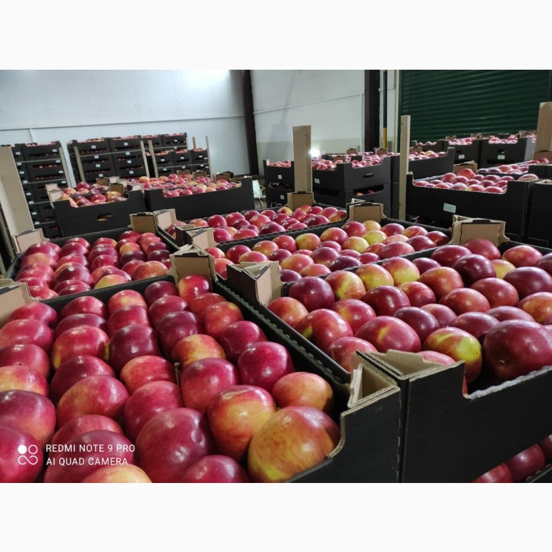 Фото 3. Белорусские яблоки оптом сорт Айдаред