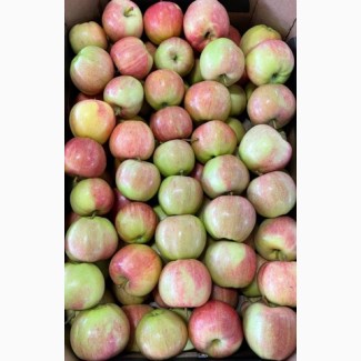 Реализуем яблоки (новый урожай) оптом из сада и со склада производителя