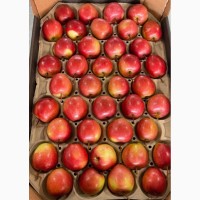 Реализуем яблоки (новый урожай) оптом из сада и со склада производителя