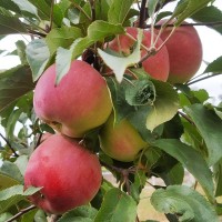 Саженцы яблони оптом от производителя