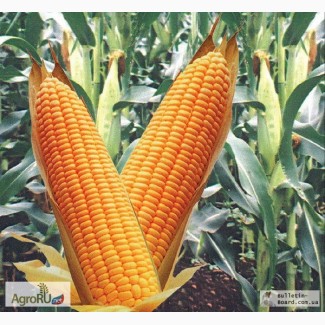 Семена гибридов кукурузы Pioneer, Syngenta, Limagrain, NS