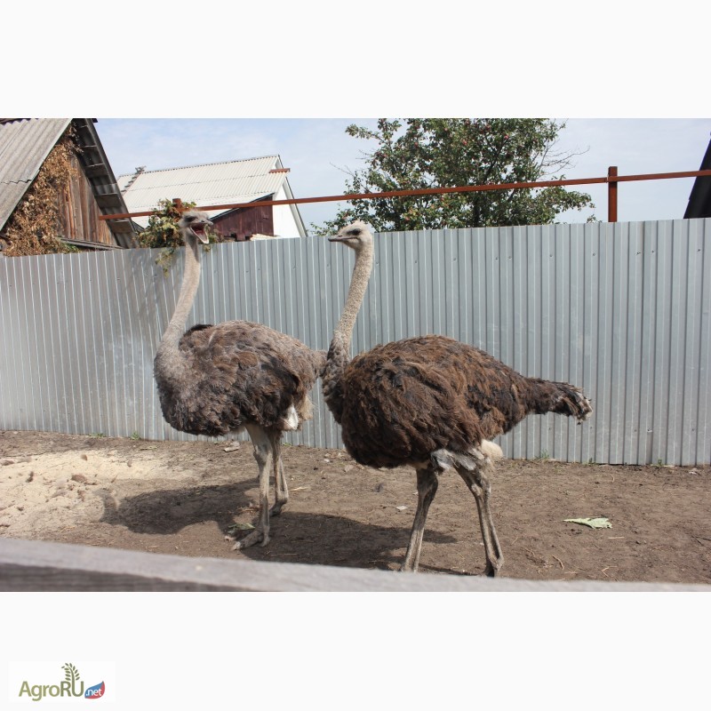 Фото 3. Продам самок страуса