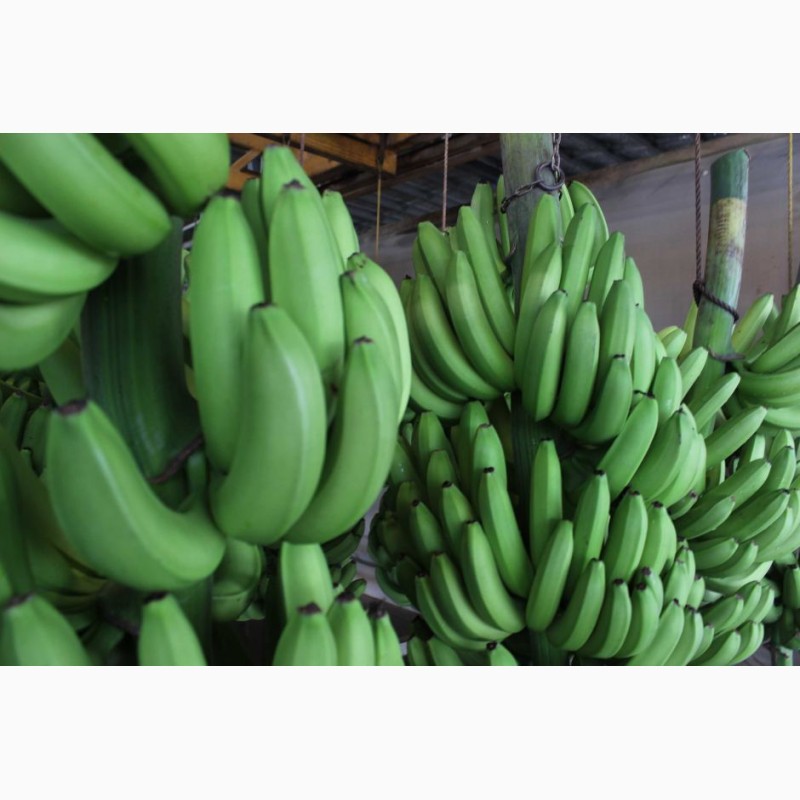 Фото 2. Продаем бананы Эквадор Камерун Мексика Судан